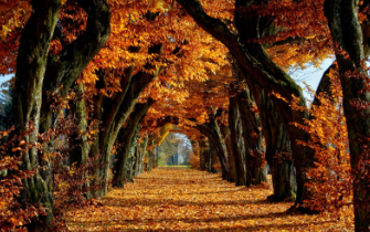 Top 15 songs for your fall playlist
