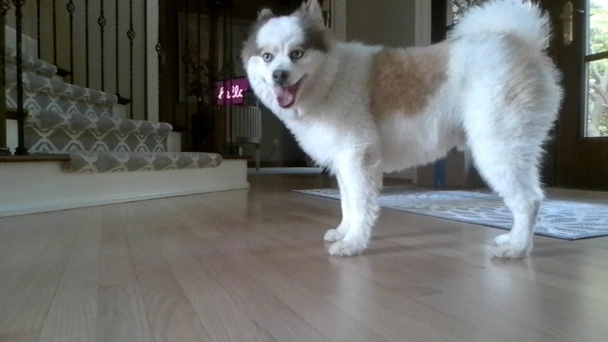 We got this dog in 2023.